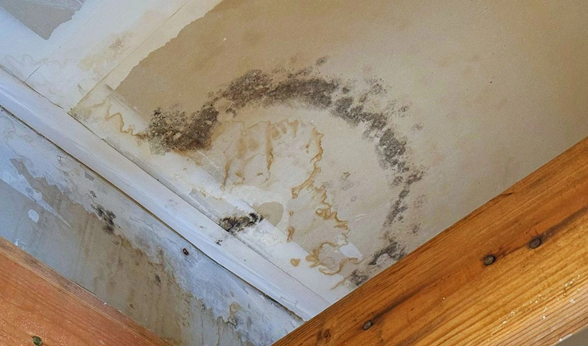 Water stains and dark patches on a ceiling beside wood framing